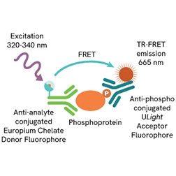 Block4 LANCE page cell signaling