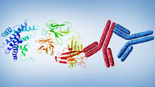 412658-secondary-antibodies-and-protein-webpage_512-x-288-px.jpg