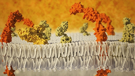 membrane-preparation thumbnail