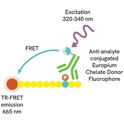 Block2 LANCE page biochemical assays