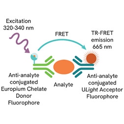 Block3-LANCE-page-biomarkerl-assays.jpg