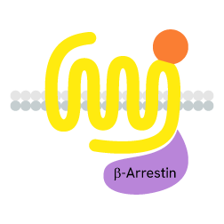 1283450_GPCR-category-page-rvty-3