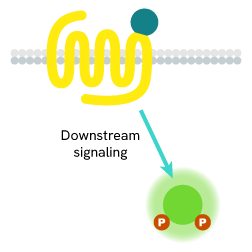 1283450_GPCR-category-page-rvty-4
