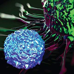 block2 tcells