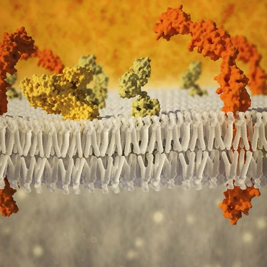 1286005_GettyImages-578457883 Receptor Membranes web