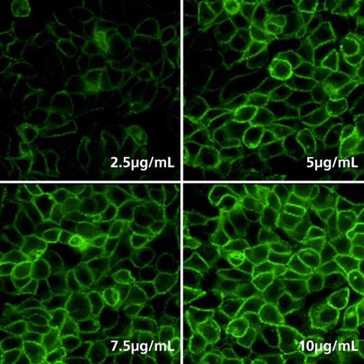 Detection of EGFR expressed in A431 cells by indirect immunofluorescence using PhenoVue Fluor 488 - Donkey Anti-Rabbit Antibody Cross-Adsorbed