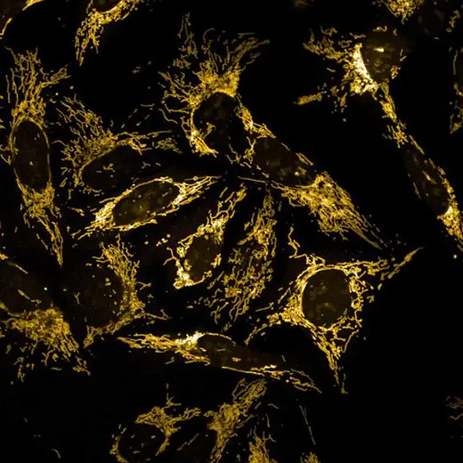U2OS live cells stained with PhenoVue 551 Mitochondrial Stain (mitochondria, orange). Imaged on Opera Phenix Plus.