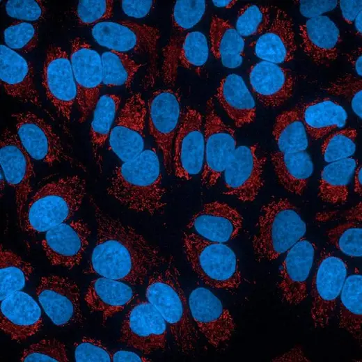 HeLa fixed (PFA) cells stained with PhenoVue 578 Mitochondrial Stain (Mitochondria, red) + PhenoVue Hoechst 33342 Nuclear Stain (nucleus, blue) (in PBS). Imaged on Operetta CLS.