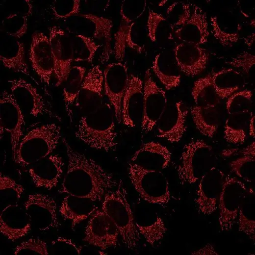 HeLa fixed (PFA) cells stained with PhenoVue 578 Mitochondrial Stain (Mitochondria, red). Imaged on Operetta CLS.