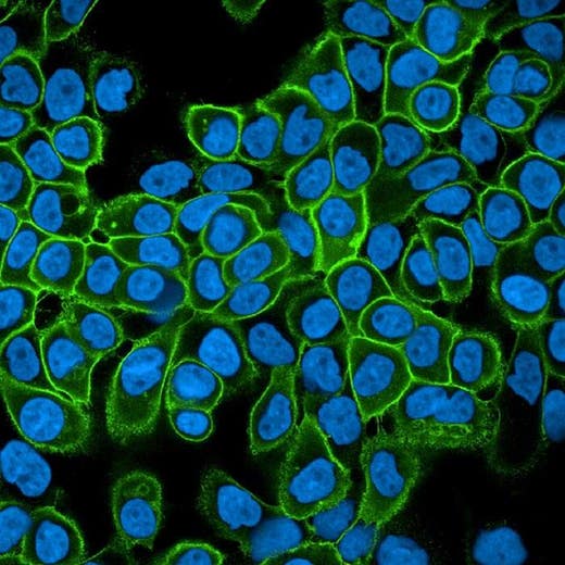 A431 cells fixed and permeabilized, stained with Mouse anti EGFR antibody and PhenoVue Fluor 488 - Goat Anti-Mouse Antibody Highly Cross-Adsorbed (EGFR receptor, green) + PhenoVue Hoechst 33342 (nucleus, blue) (in PBS). Imaged on Operetta CLS.
