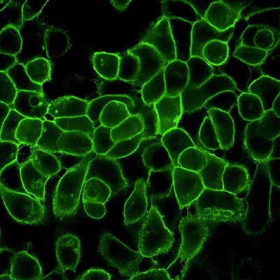 A431 cells fixed and permeabilized, stained with Mouse anti EGFR antibody and PhenoVue Fluor 488 - Goat Anti-Mouse Antibody Highly Cross-Adsorbed (EGFR receptor, green). Imaged on Operetta CLS.