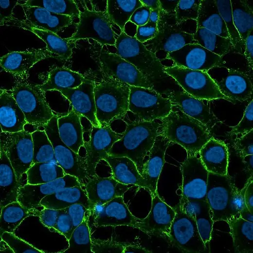 HeLa fixed (PFA) cells stained with PhenoVue Fluor 488 WGA (Plasma Membrane, green) + PhenoVue Hoechst 33342 Nuclear Stain (nucleus, blue). Imaged on Operetta CLS.