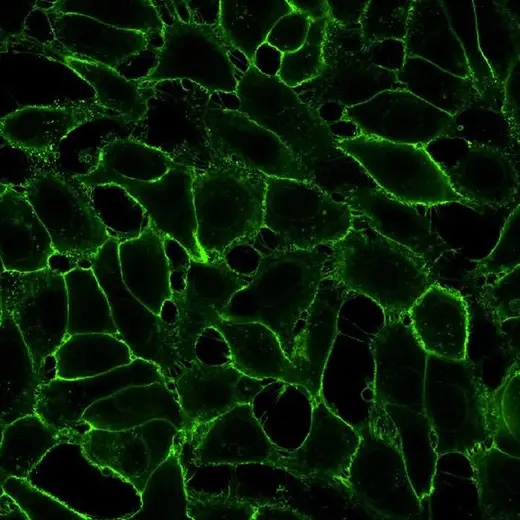 HeLa fixed (PFA) cells stained with PhenoVue Fluor 488 WGA (Plasma Membrane, green). Imaged on Operetta CLS.