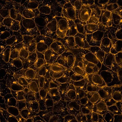 HeLa fixed (PFA) and permeabilized (0.1% Triton X100) cells stained with PhenoVue Fluor 555 - WGA (Plasma Membrane + Golgi Appartus, orange) (in PhenoVue Dye Diluent A). Imaged on Operetta CLS.