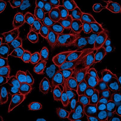 HeLa fixed (PFA) and permeabilized (0.1 Triton X100) cells stained with PhenoVue Fluor 594 WGA (Plasma Membrane + Golgi Apparatus, red) + PhenoVue Hoechst 33342 Nuclear Stain (nucleus, blue). Imaged on Operetta CLS.