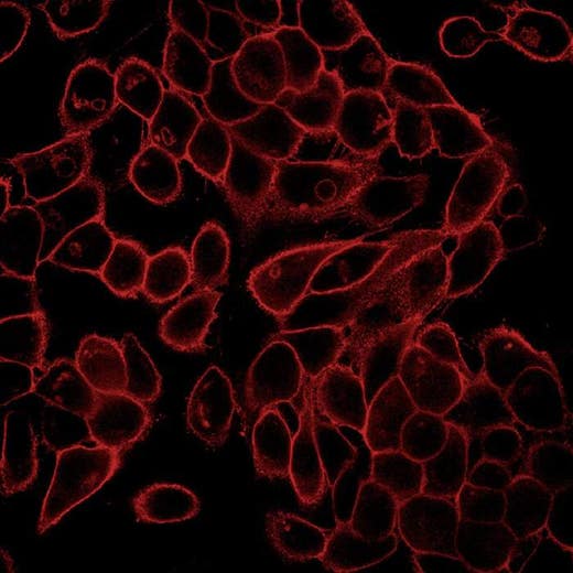 HeLa fixed (PFA) and permeabilized (0.1 Triton X100) cells stained with PhenoVue Fluor 594 WGA (Plasma Membrane + Golgi Apparatus, red). Imaged on Operetta CLS.