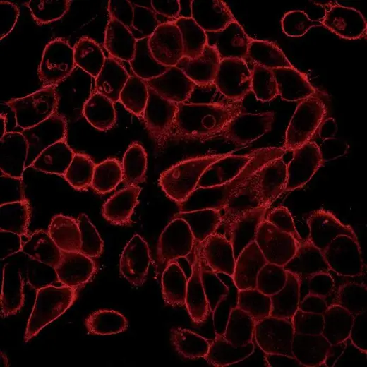 HeLa fixed (PFA) and permeabilized (0.1 Triton X100) cells stained with PhenoVue Fluor 594 WGA (Plasma Membrane + Golgi Apparatus, red). Imaged on Operetta CLS.
