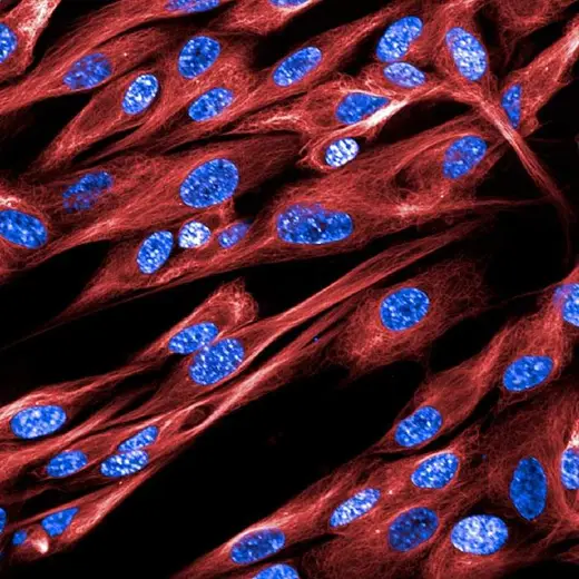 MRC5 live cells stained with PhenoVue Fluor 647 Live Cell Tubulin Stain (tubulin, red) & Phenovue Hoechst 33342 Nuclear Stain (nucleus, blue). Imaged on Opera Phenix Plus.