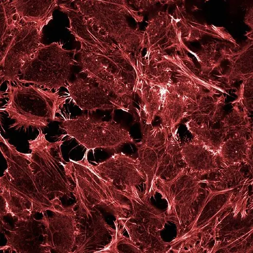 HeLa fixed (PFA) and permeabilized (0.1% Triton X100) cells stained with PhenoVue Fluor 647 Phalloidin (actin, red). Imaged on Operetta CLS.
