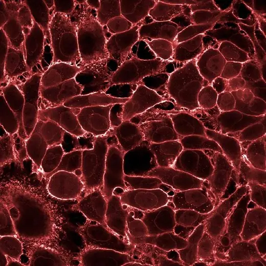 HeLa fixed (PFA) cells stained with PhenoVue Fluor 647 WGA (Plasma Membrane). Imaged on Operetta CLS.