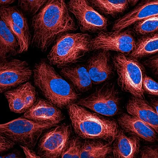 U2OS live cells stained with PhenoVue Fluor 647 Live Cell Tubulin Stain (tubulin, red) & PhenoVue Hoechst 33342 Nuclear Stain (nucleus, blue). Imaged on Opera Phenix Plus.