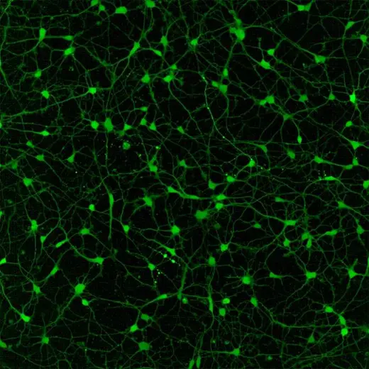 CaFlux Assay iPSC-dervied neurons (nexel) stained with Cal-520 on Opera Phenix Plus (20xW).