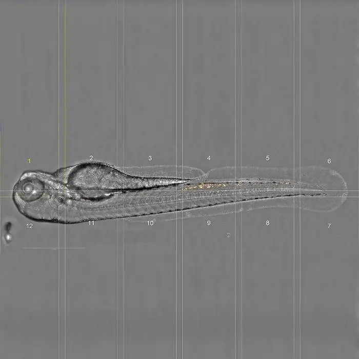 Zebrafish 72hpf – Neutrophils. Lateral positioning on agarose. Imaged by PreciScan on Phenix Plus, 20xAir, Widefield : Brighfield / Ds Red (MIP). Image provided by Institut Pasteur Paris (PBI).