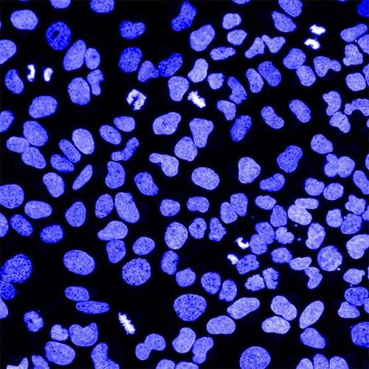 U2OS Cells Stained with PhenoVue Hoechst 33342 Nuclear Stain. Imaged on Opera Phenix Plus, confocal, 40x water immersion objective.