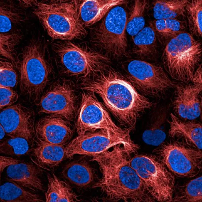 U2OS cells stained with PhenoVue Fluor 647 Live Cell Tubulin Stain & PhenoVue Hoechst 33342. Imaged on Opera Phenix Plus, 63X water objective confocal.