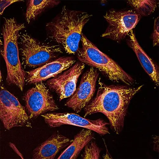 U2OS cells stained with PhenoVue 561 Mitochondrial Stain (Orange), PhenoVue Fluor 647 Live Cell Tubulin Stain (Red) and PhenoVue Hoechst 33342 (Blue). Imaged on Opera Phenix Plus.