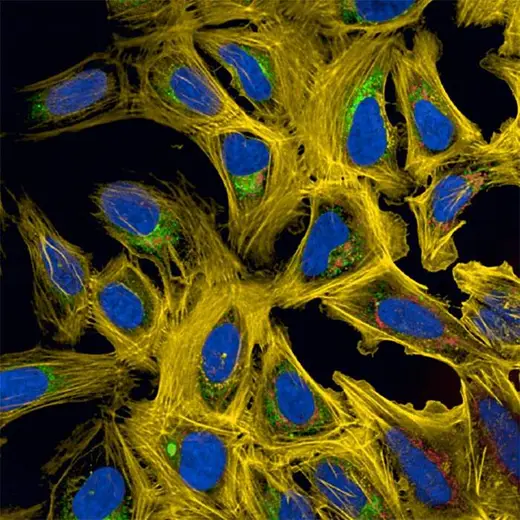 U2OS cells stained with PhenoVue Fluor 568 - Phalloidin, PhenoVue Fluor 555 - WGA, PhenoVue Fluor 488 - Concanavalin A, PhenoVue Fluor 641 Mitochondrial Stain, and PhenoVue Hoechst 33342. Imaged on Opera Phenix Plus, 63X Water Confocal.