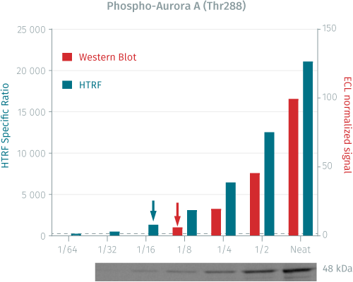 10assay-validation-aurora-a-phospho-pharmaco-8.png