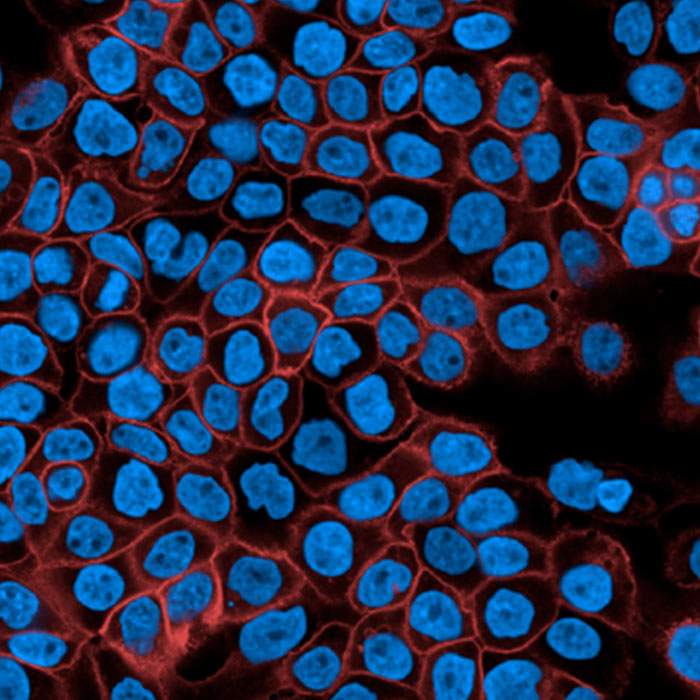PhenoVue Fluor 647 - Donkey Anti-Rabbit Antibody Highly