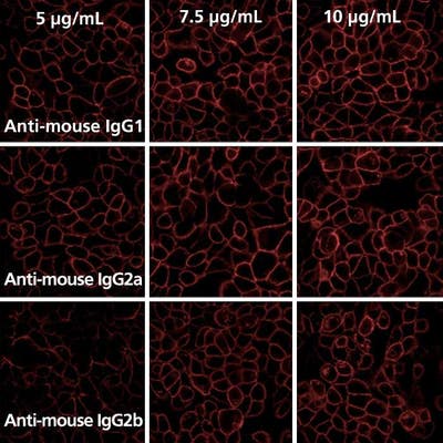 Detection of EGFR expressed in A431 cells by indirect immunofluorescence using PhenoVue Fluor 647 - Donkey Anti-Mouse Antibody Highly Cross-Adsorbed