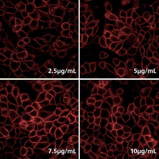 Detection of EGFR expressed in A431 cells by Indirect immunofluorescence using PhenoVue Fluor 647 - Donkey Anti-Rabbit Antibody Highly Cross-Adsorbed