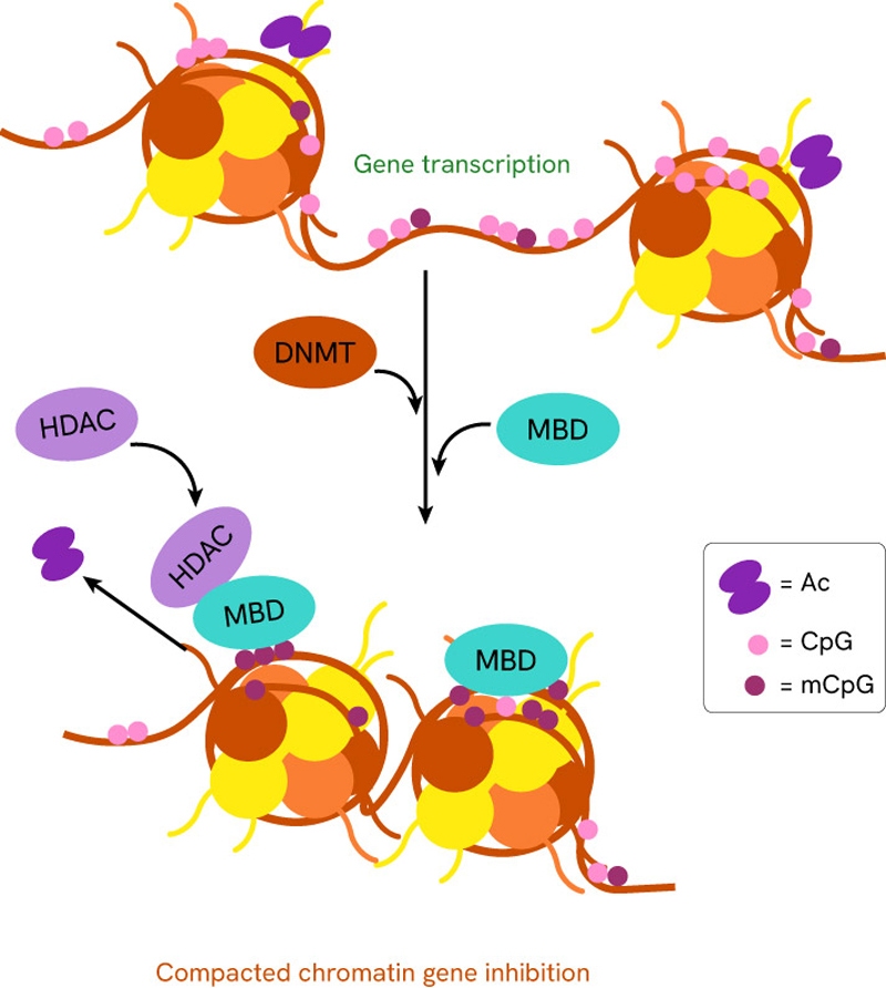 1251217-ILL--Figures-(Epigenetic-Webpage)_Image-3_800px