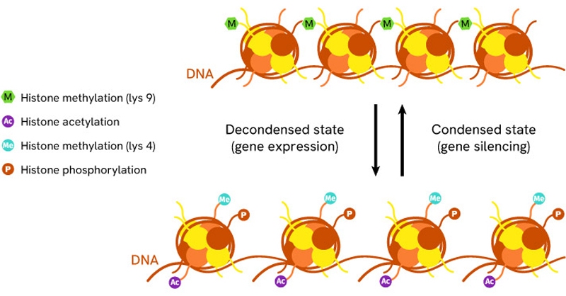 1251217-ILL--Figures-(Epigenetic-Webpage)_Image-6_800px