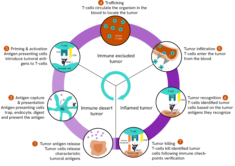 1289552 ILL Recolorrebrand IO intro image_Immuno-Oncology Tumor Management Introduction