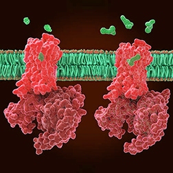 1294301_Ligands_1498384809 252 x 252 px adjusted
