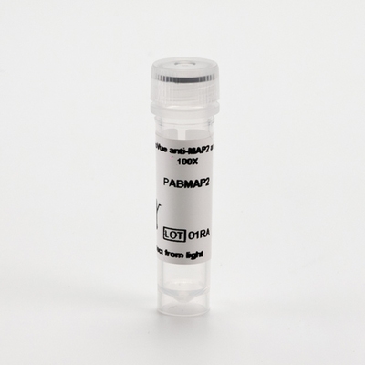 PhenoVue anti-MAP2 antibody 100X