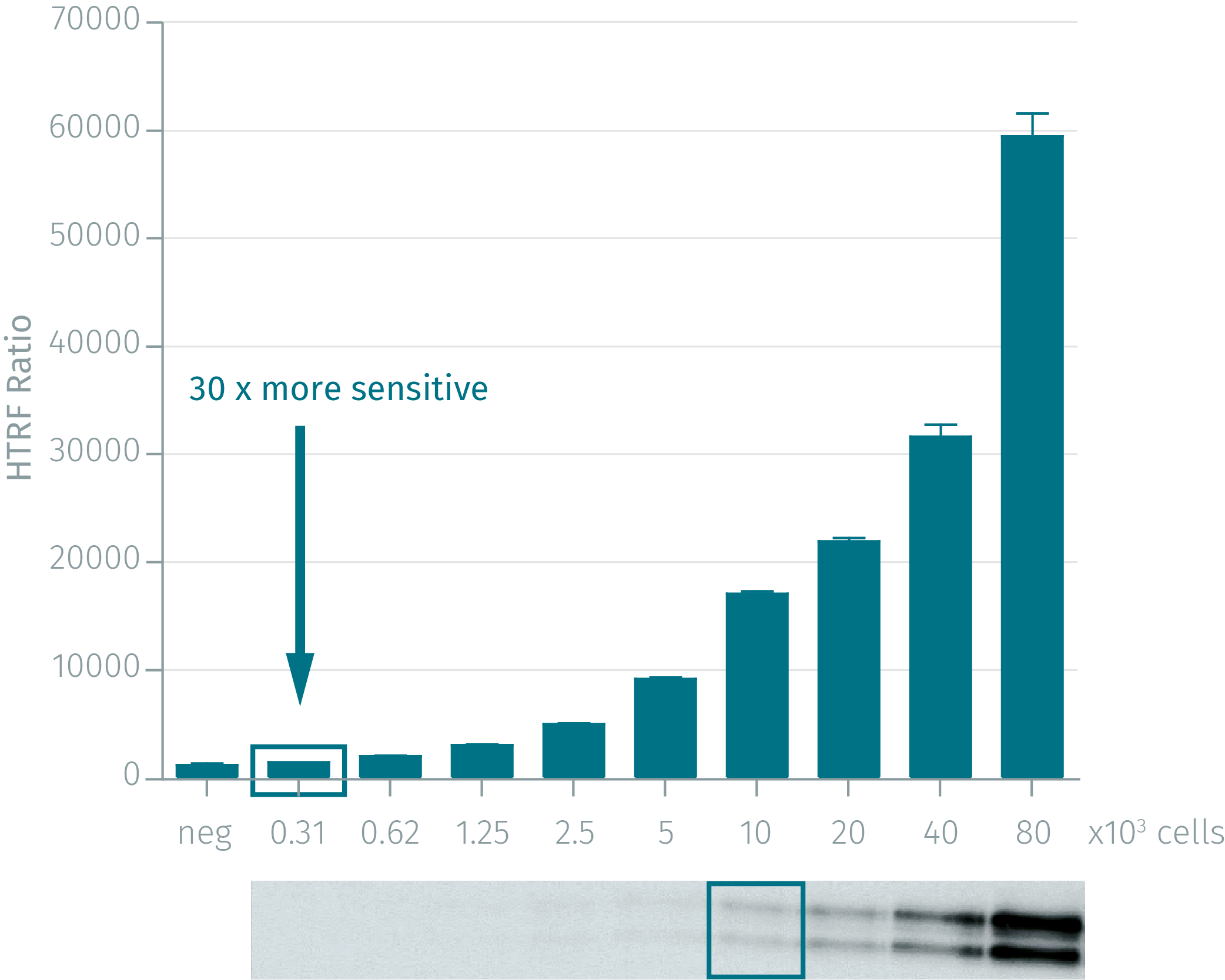 1assay-validation-advanced-erk-phospho-t202-y204-1.png