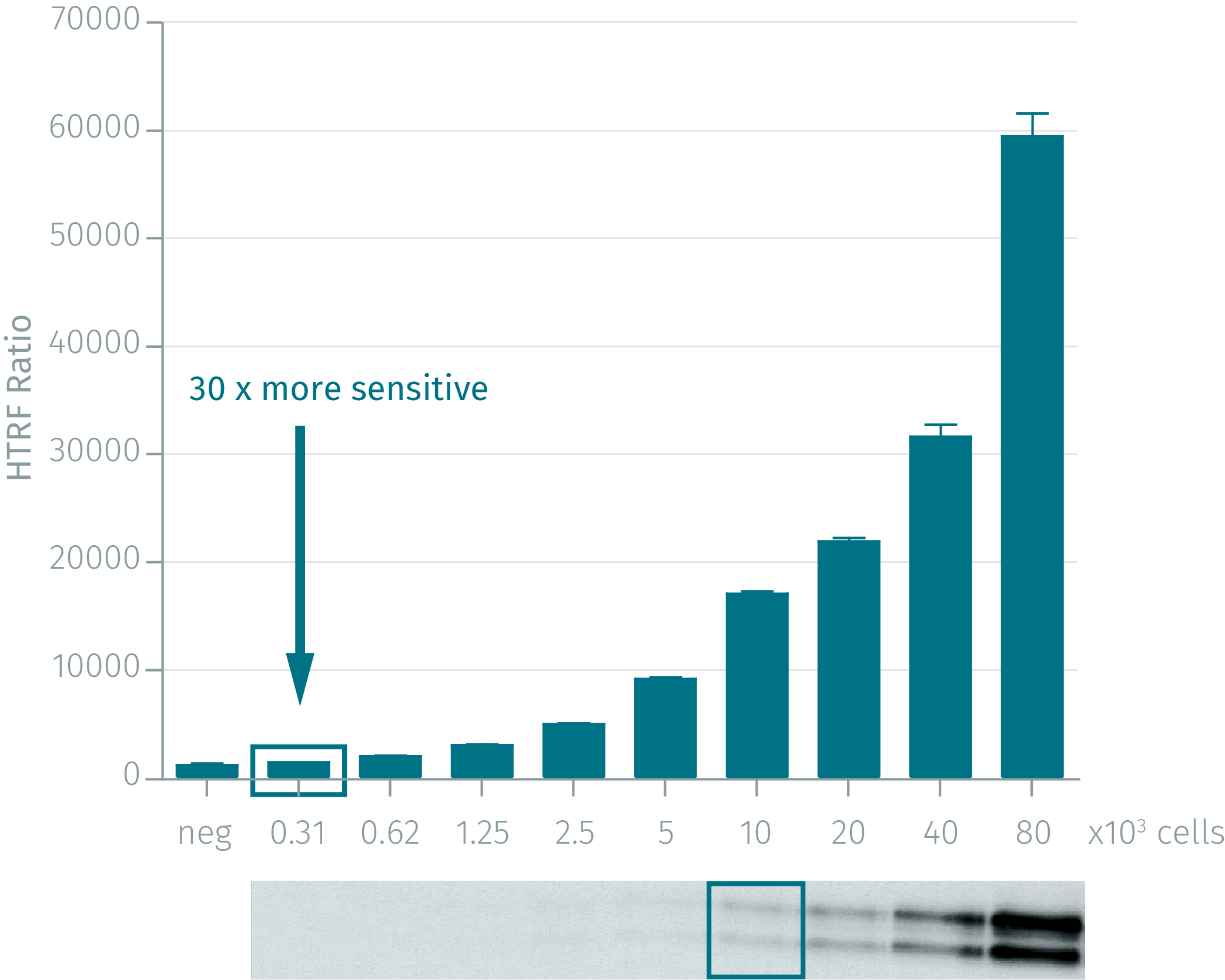 1assay-validation-advanced-erk-phospho-t202-y204-1.png