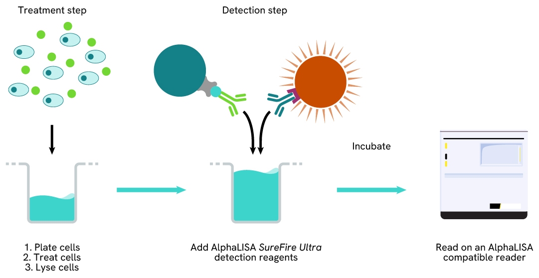 1 plate assay protocol AlphaLISA Surefire Ultra