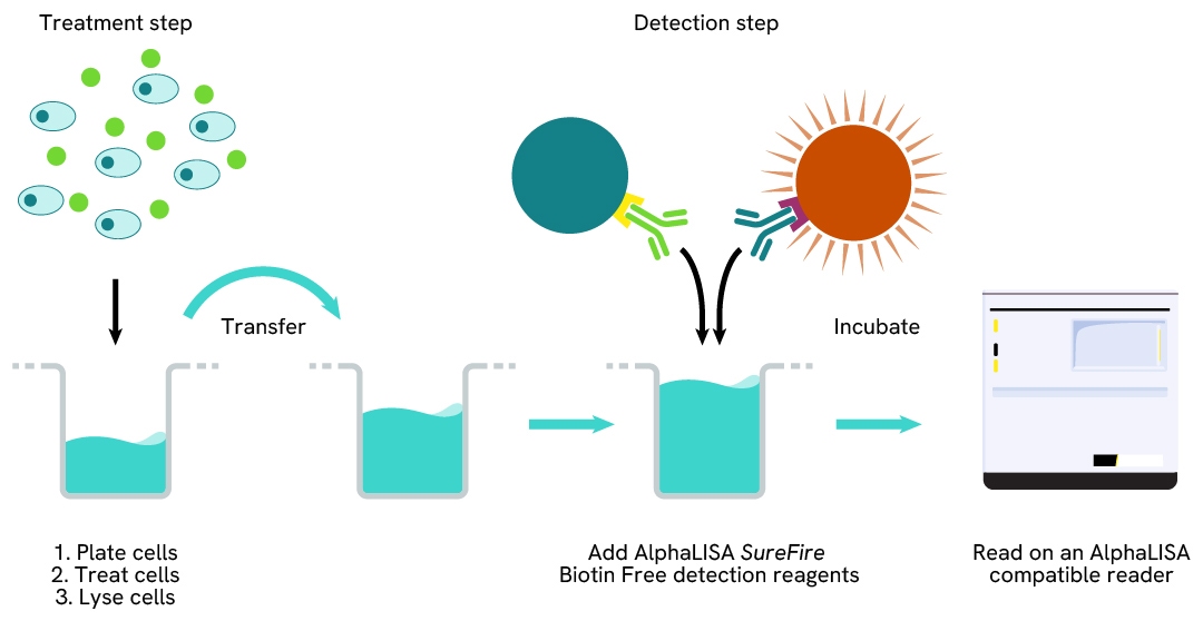 AlphaLISA SureFire Biotin-Free Human Total SYK Detection Kit