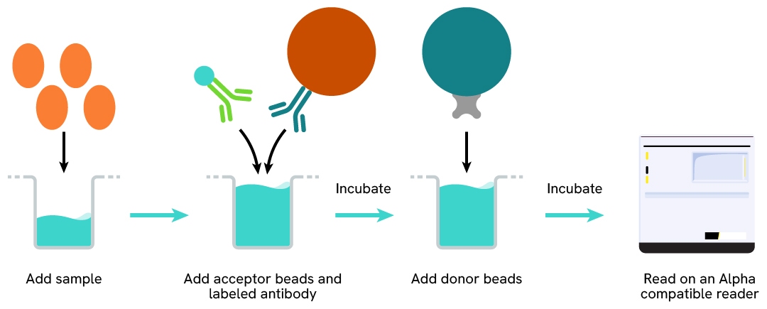 2 step assay protocol - AlphaLISA