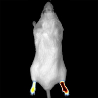 2D inflammation mouse image_700 x 700 px