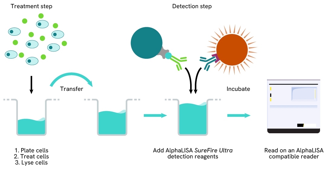 AlphaLISA SureFire Ultra Human and Mouse Phospho-BAD (Ser136) Detection ...