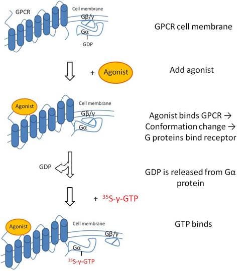 35s-gtp-binding-assays-fig1