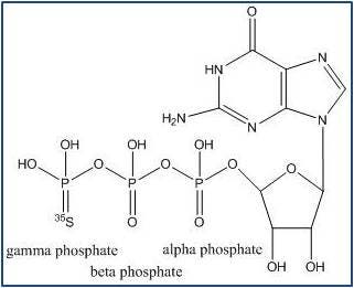 35s-gtp-binding-assays-fig2