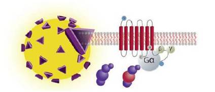 35s-gtp-binding-assays-fig3